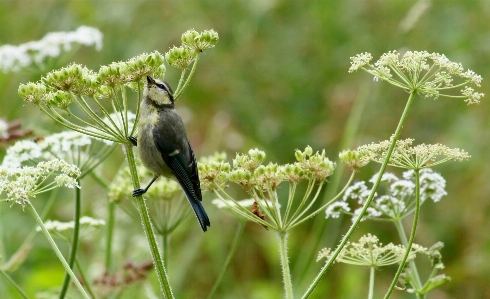 Nature branch blossom bird Photo