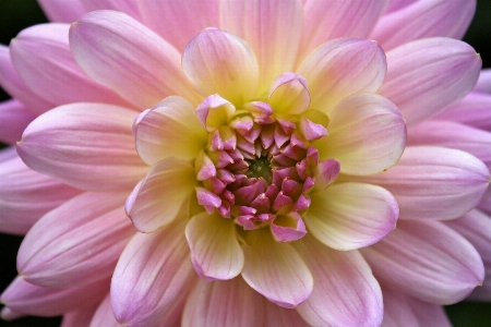 Foto Planta flor pétalo rosa