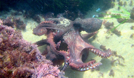 Foto Animal embaixo da agua biologia fauna