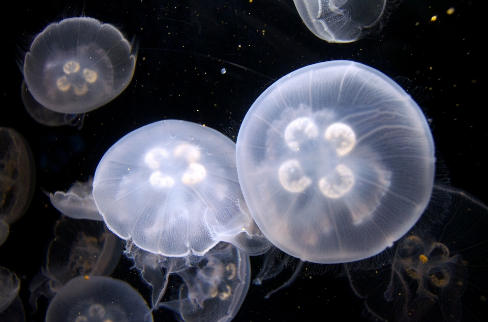 Underwater biology peaceful jellyfish