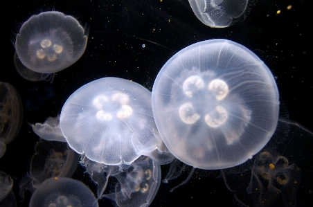 Underwater biology peaceful jellyfish Photo