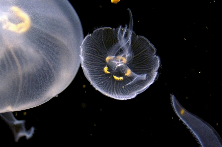 Underwater biology peaceful jellyfish Photo