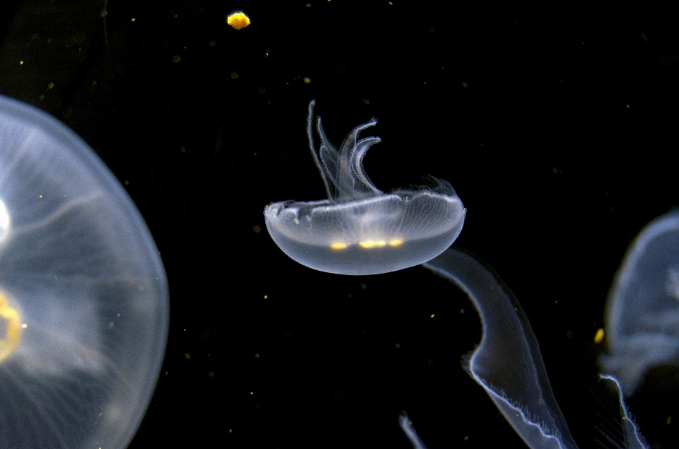 雰囲気 水中 生物学 平和的