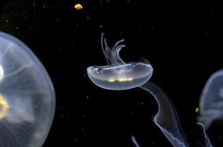 Atmosphäre unter wasser biologie friedlich Foto