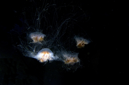 Underwater biology peaceful darkness Photo