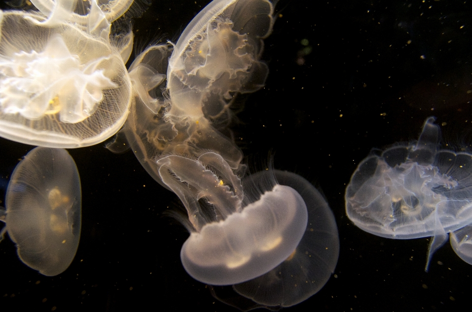 Unter wasser biologie friedlich qualle