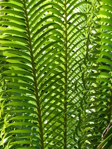 Tree wilderness branch growth Photo