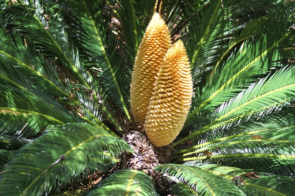 Tree blossom growth plant