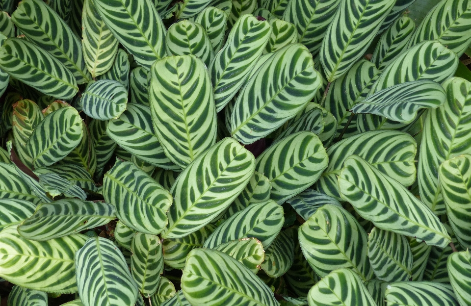 自然 荒野 生长 植物