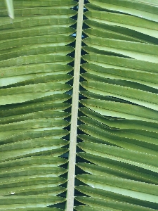 Tree grass branch growth Photo