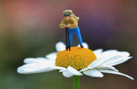 Man nature blossom plant Photo