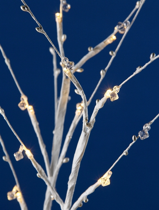 Tree branch blossom winter