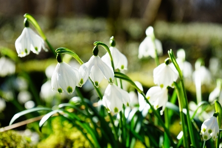 Natur wald gras blüte Foto