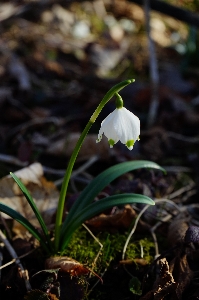 Nature forest grass blossom Photo