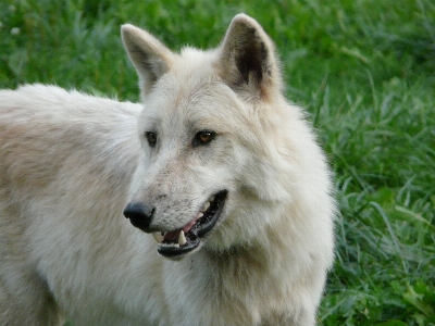 Foto Natura bianco cane mammifero