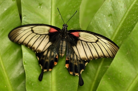 Nature wing leaf flower Photo