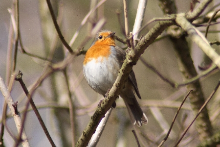 Nature branch bird flower Photo