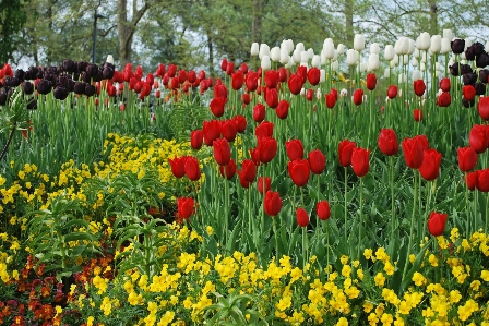 Plant field meadow flower Photo