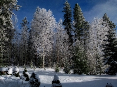 Landscape tree nature forest Photo