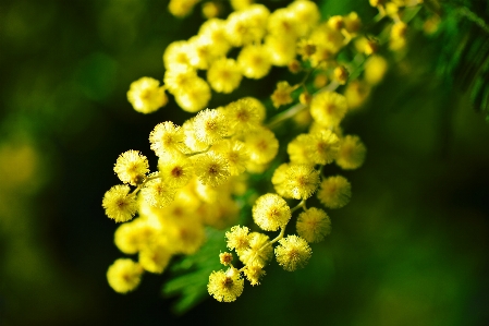 Nature branch blossom plant Photo