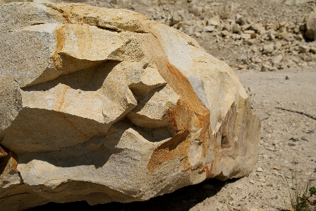 Tree rock wood soil Photo