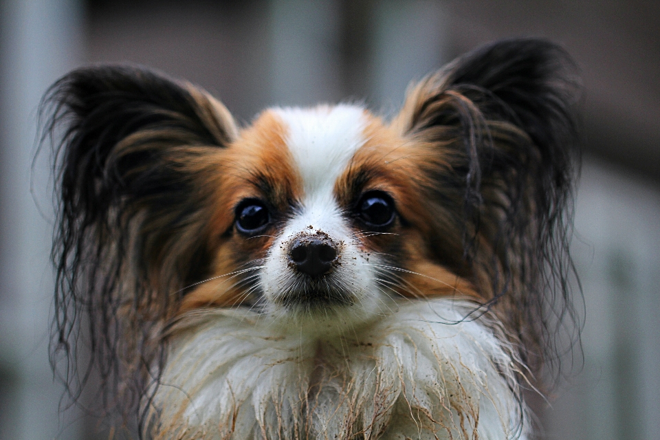 Perro animal mamífero spaniel
