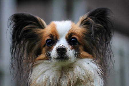 Foto Anjing satwa mamalia spaniel
