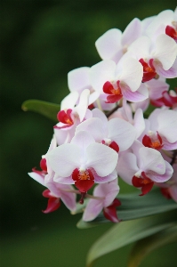 Blossom growth plant stem Photo