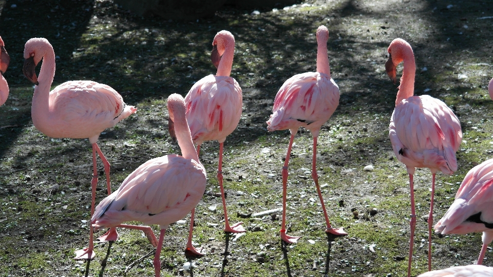 Natur vogel tierwelt zoo