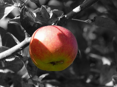 Apple branch plant photography Photo