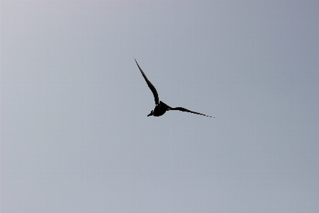 Photo Oiseau aile vent de mer
