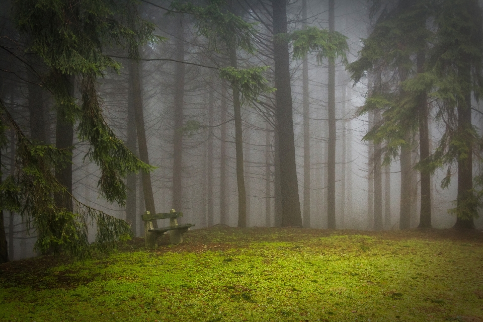 Tree nature forest winter