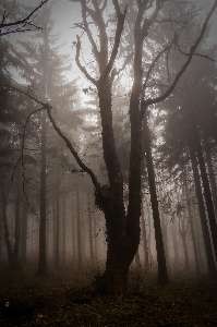 Foto Pohon alam hutan cabang