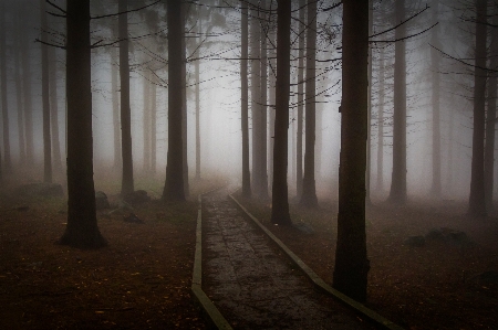 Foto Pohon alam hutan musim dingin