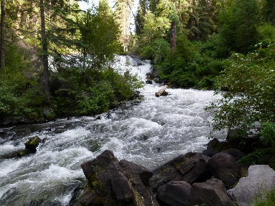 Foto Paesaggio acqua natura foresta