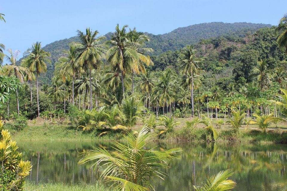 Paisaje costa árbol agua