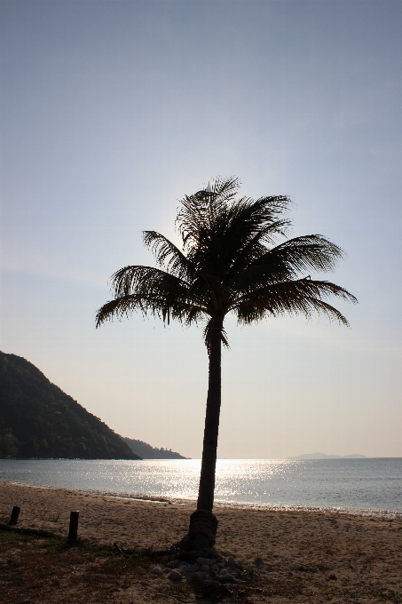 Beach sea coast tree