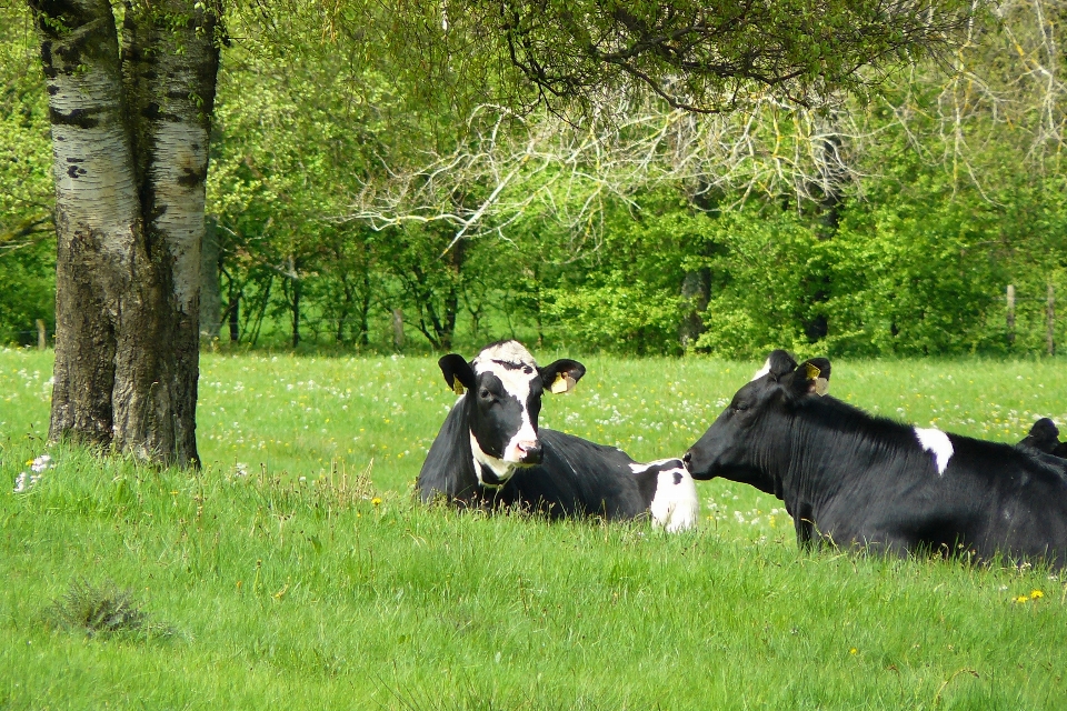 Paysage herbe champ cultiver