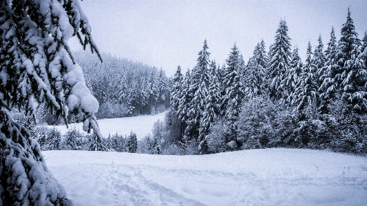 Landscape tree forest snow Photo