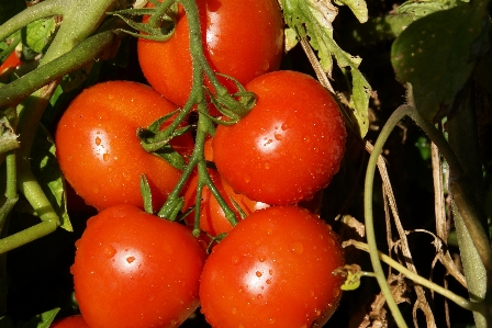 自然 植物 vine フルーツ 写真