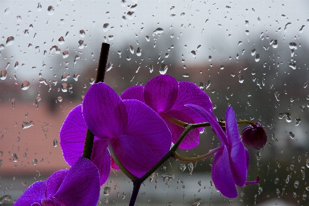 花 植物 葉 紫 写真