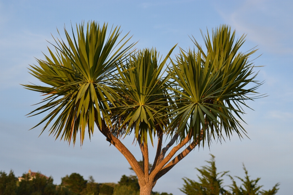 Tree nature branch growth