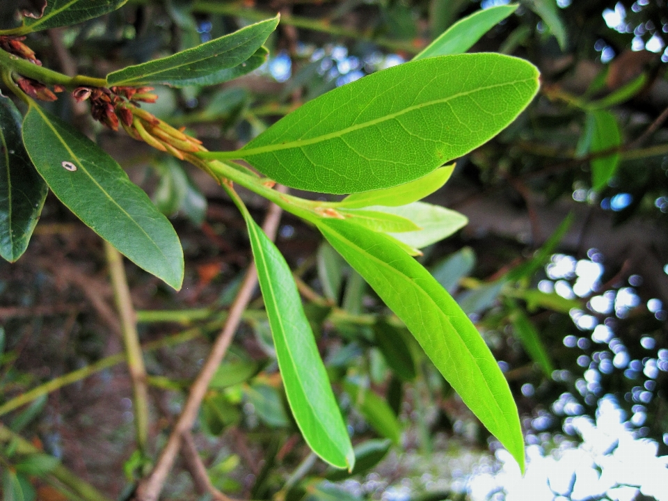 Pohon lampu tanaman daun