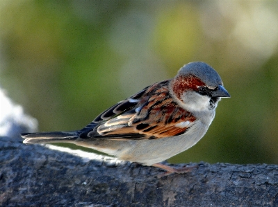 Nature bird wing fly Photo