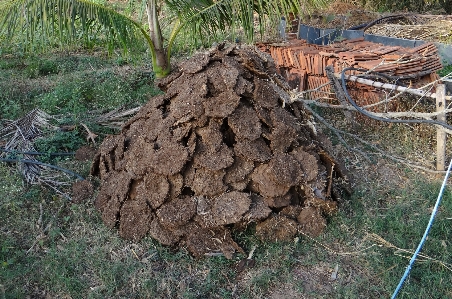 Foto Pohon belalai margasatwa ternak