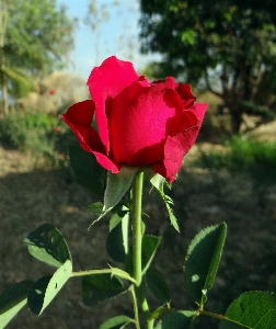 Nature growth plant flower Photo