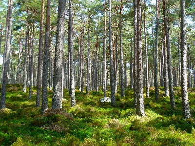 Foto Paesaggio albero natura foresta