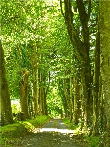 Landscape tree nature forest Photo