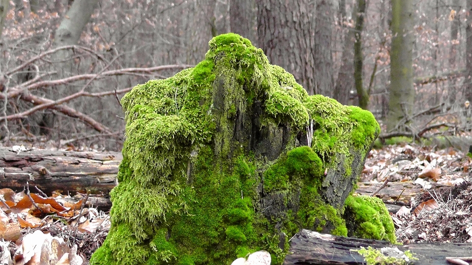 Tree nature forest rock