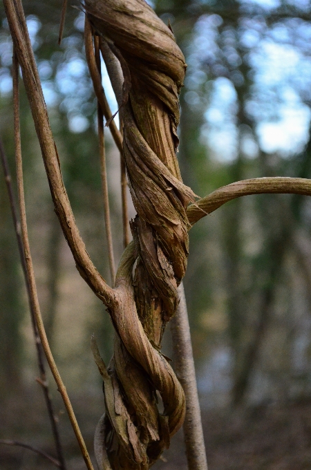 Baum natur wald zweig